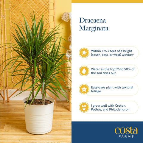 Costa Farms Dracaena Marginata Magenta in a floor pot creates a bold focal point.