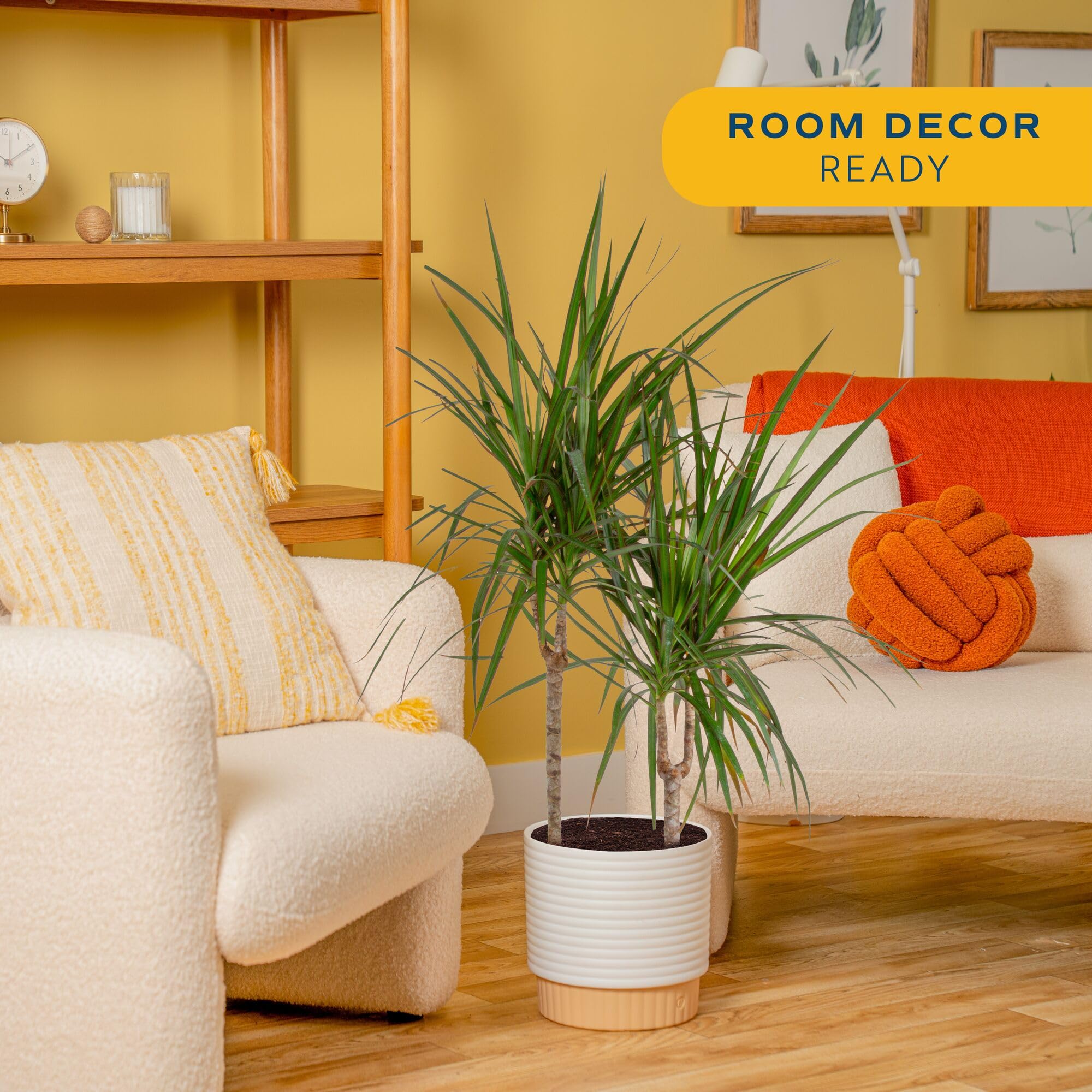 Costa Farms Dracaena Marginata Magenta magenta-edged leaves show vibrant color.