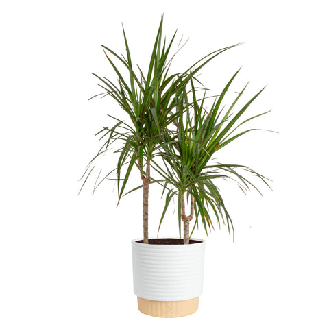 Costa Farms Dracaena Marginata Magenta plant in decor planter elevates room style.