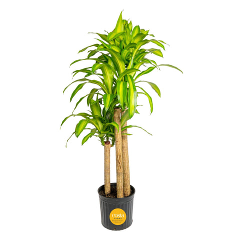 Costa Farms Dracaena Mass Cane 4-5 ft with glossy leaves for tropical indoor appeal.