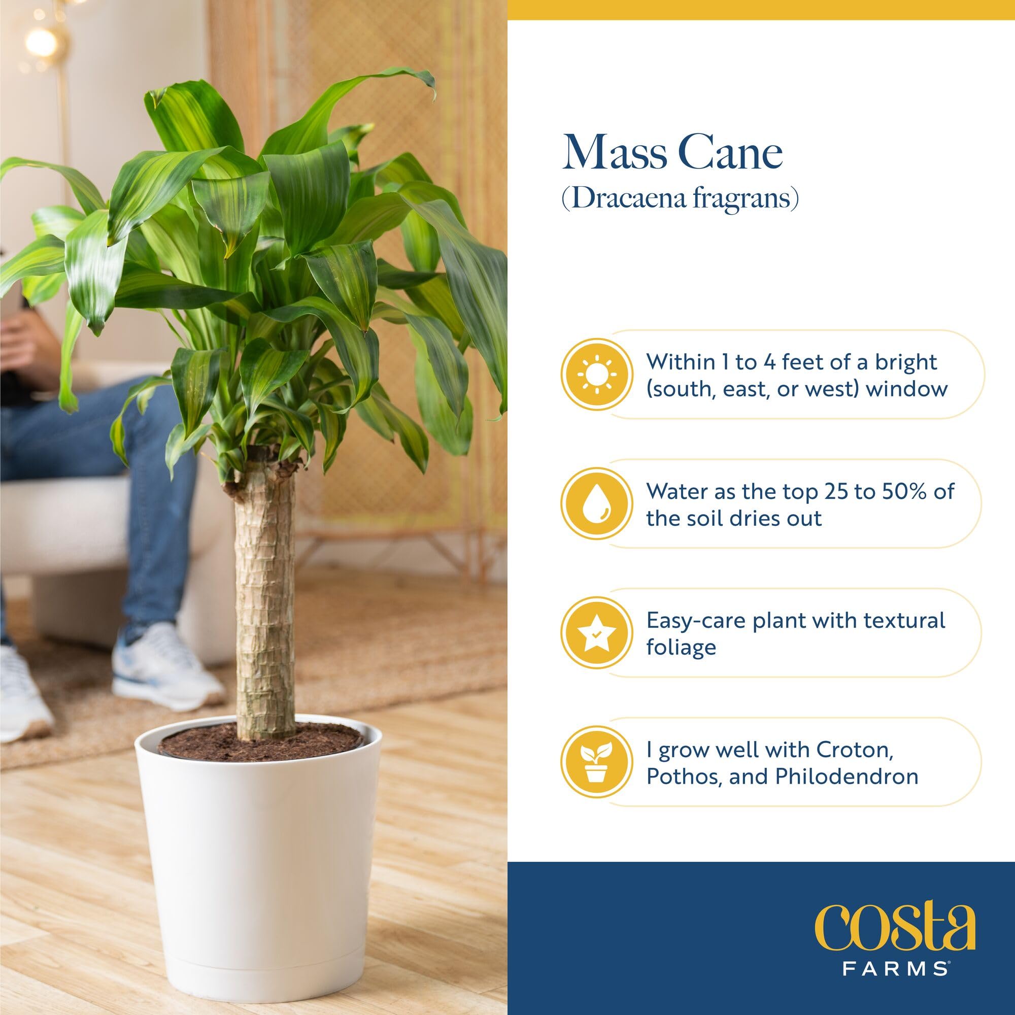 Costa Farms Dracaena Mass Cane thriving in bright indirect light for vibrant foliage.