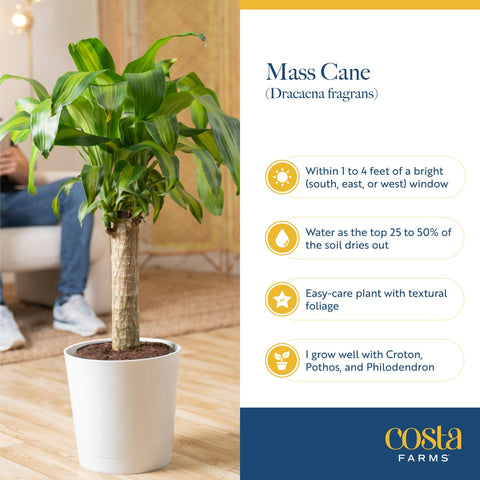 Costa Farms Dracaena Mass Cane thriving in bright indirect light for vibrant foliage.