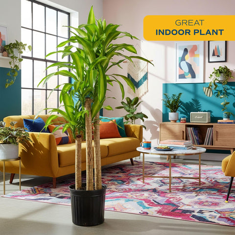 Costa Farms Dracaena Mass Cane with glossy leaves in bright indirect light for lively interiors.