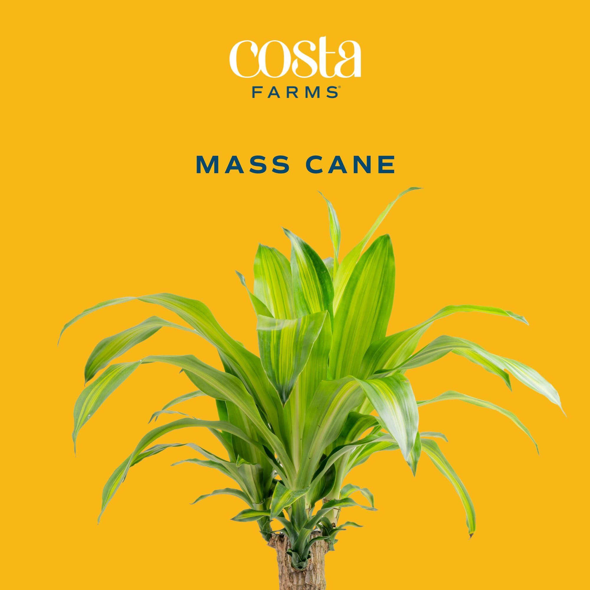 Costa Farms Dracaena Mass Cane in a grower pot ready for placement.