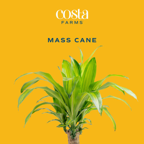 Costa Farms Dracaena Mass Cane in a grower pot ready for placement.