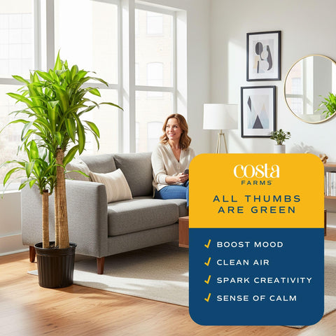 Costa Farms Dracaena Mass Cane indoors enhancing greenery and decor.