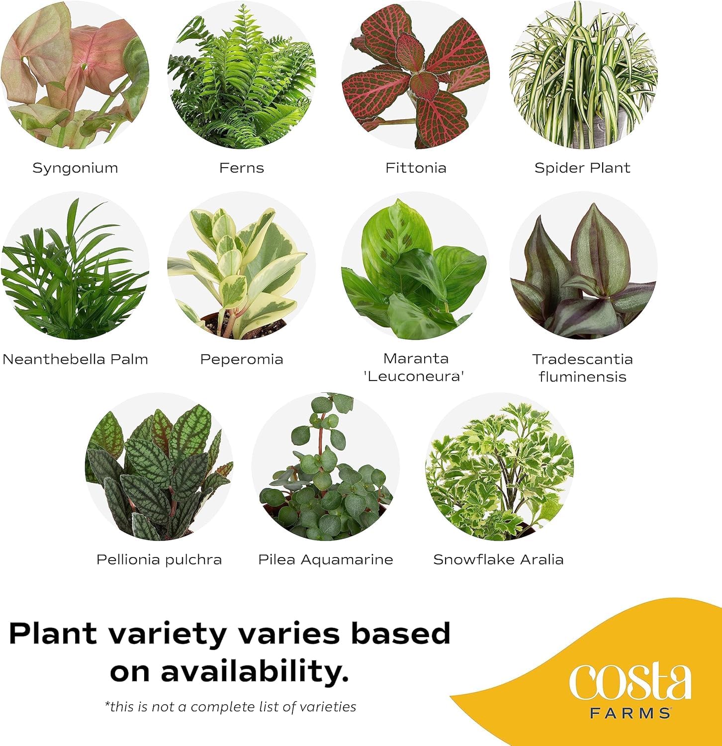 Costa Farms easy-care indoor plants for effortless home greenery