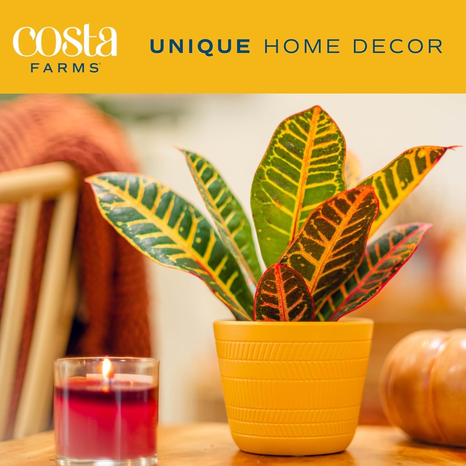 Costa Farms Exotic Angel Croton leaves closeup with vibrant reds, oranges, yellows.