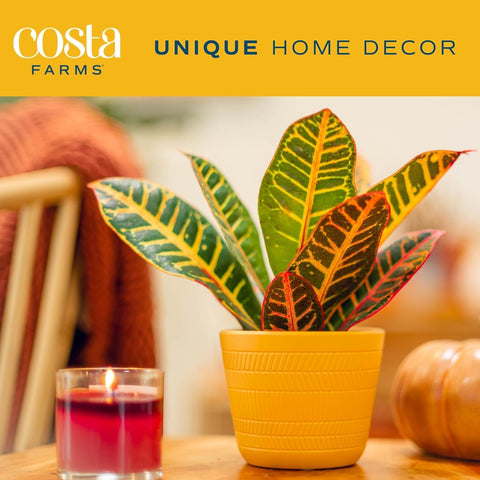 Costa Farms Exotic Angel Croton leaves closeup with vibrant reds, oranges, yellows.