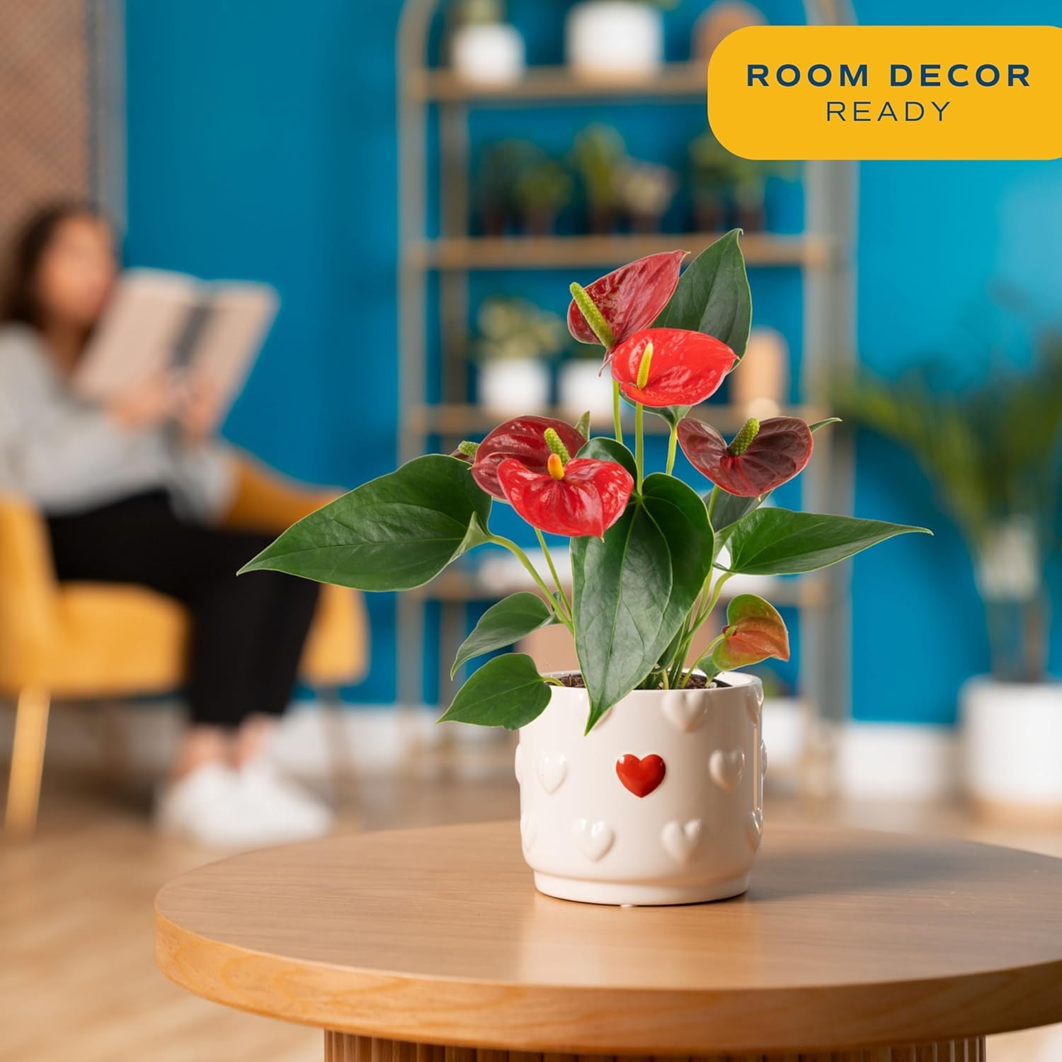 Costa Farms Flamingo Flower air-purifying plant helps refresh indoor air.