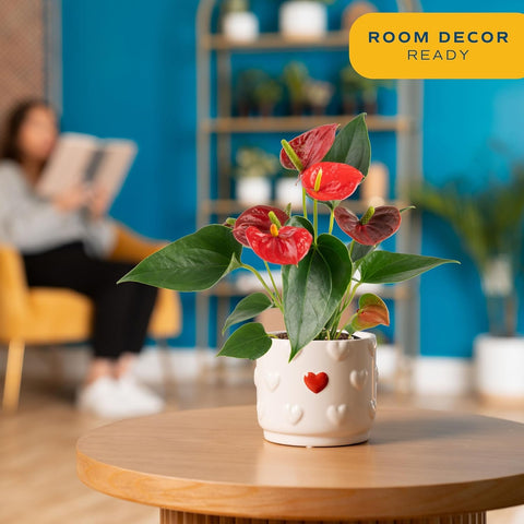 Costa Farms Flamingo Flower air-purifying plant helps refresh indoor air.