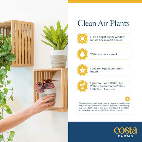 Costa Farms fresh plants arrive securely packaged for easy home setup