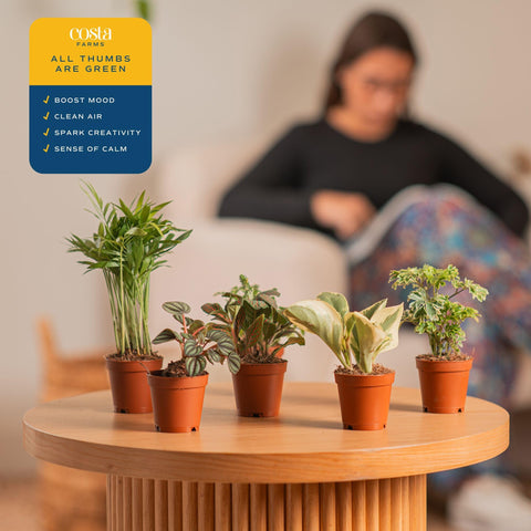 Costa Farms gift-ready indoor plants perfect for housewarmings