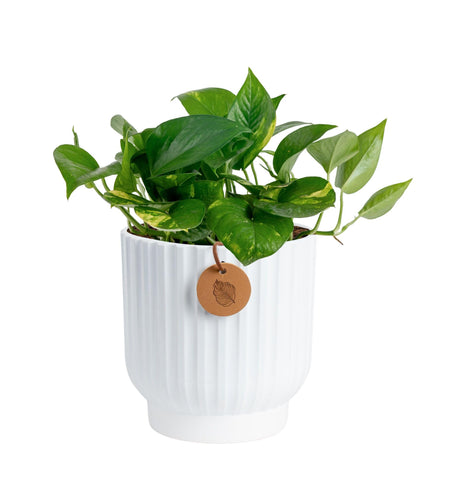Costa Farms Golden Pothos in a decorative pot on a tabletop enhances home decor.