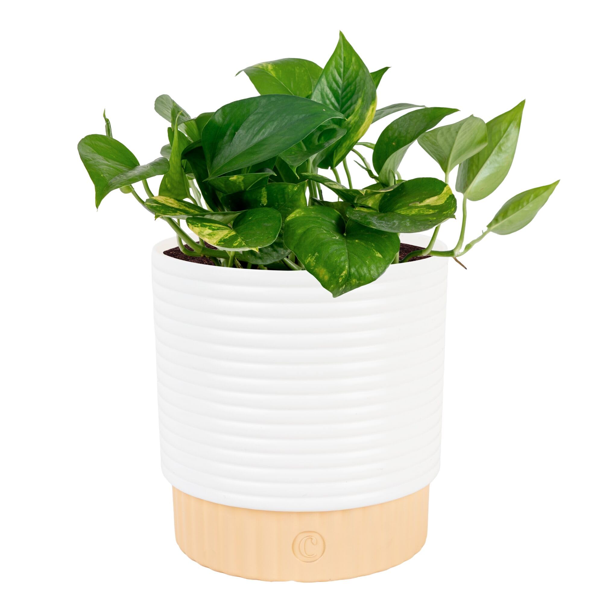 Costa Farms Golden Pothos in decorative pot enriches a desk with easy-care greenery.