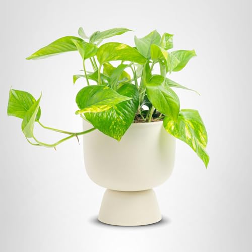 Costa Farms Golden Pothos grows quickly and fits busy spaces.