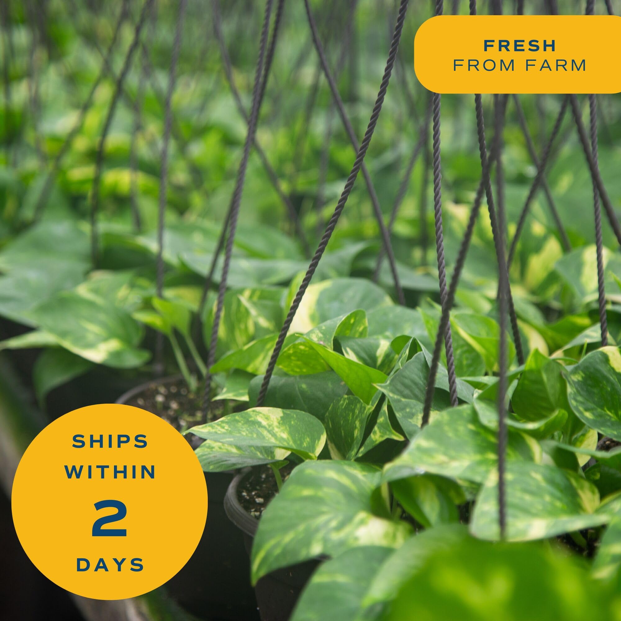 Costa Farms Golden Pothos easily repots into a larger container when needed.