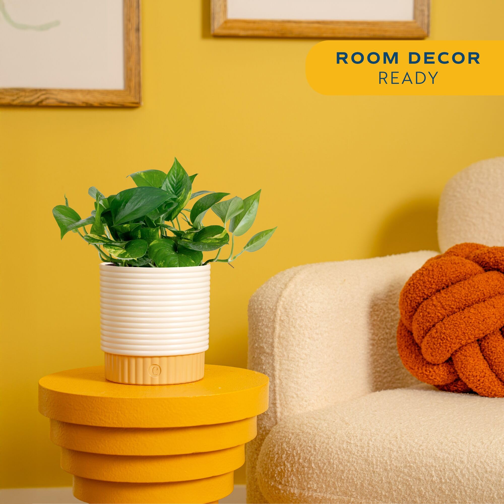 Costa Farms Golden Pothos trailing leaves add lush texture to a living space.