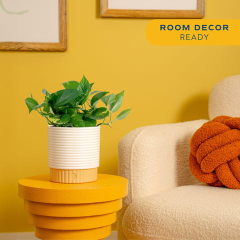 Costa Farms Golden Pothos trailing leaves add lush texture to a living space.