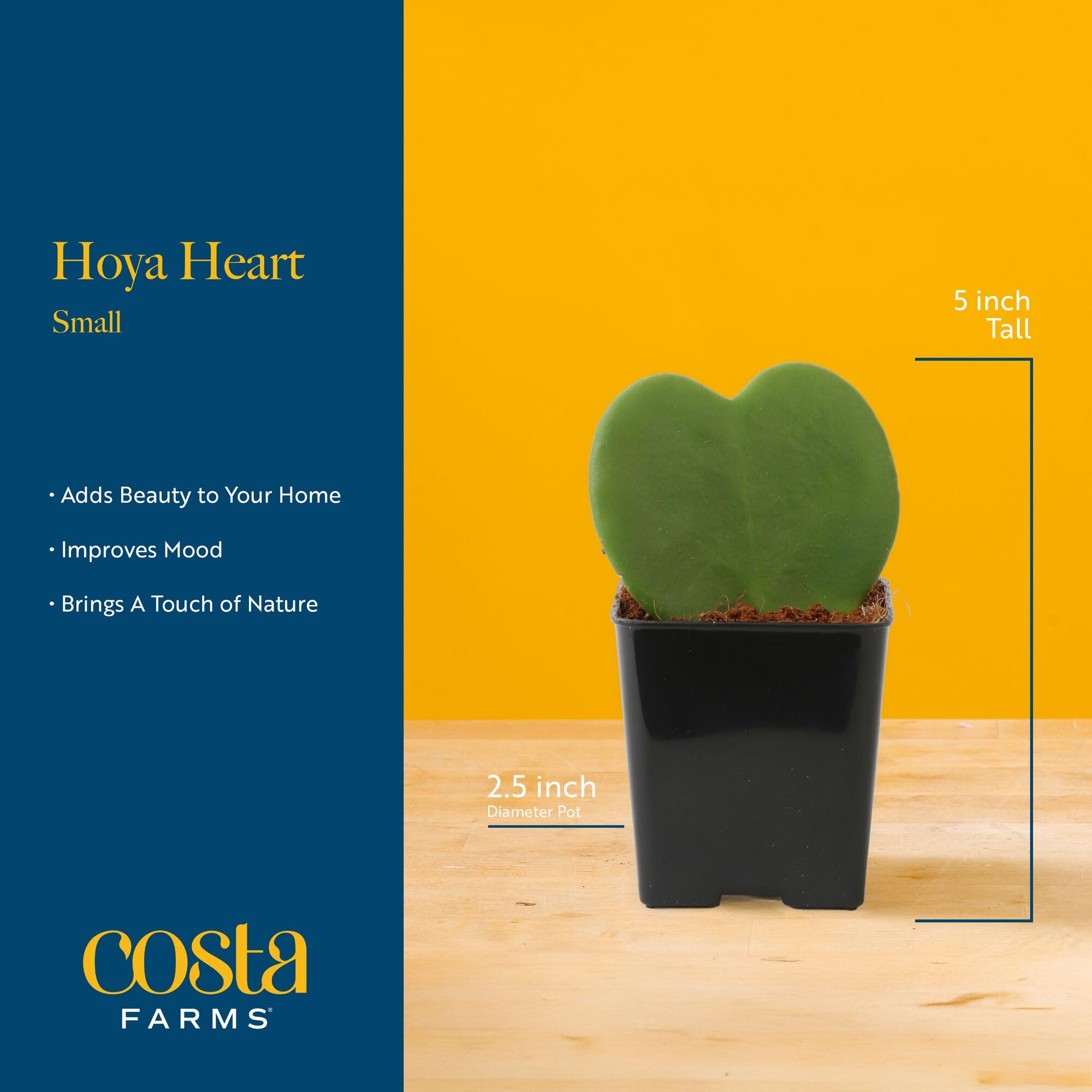Costa Farms Hoya Heart plant thriving in bright indirect light for easy care.