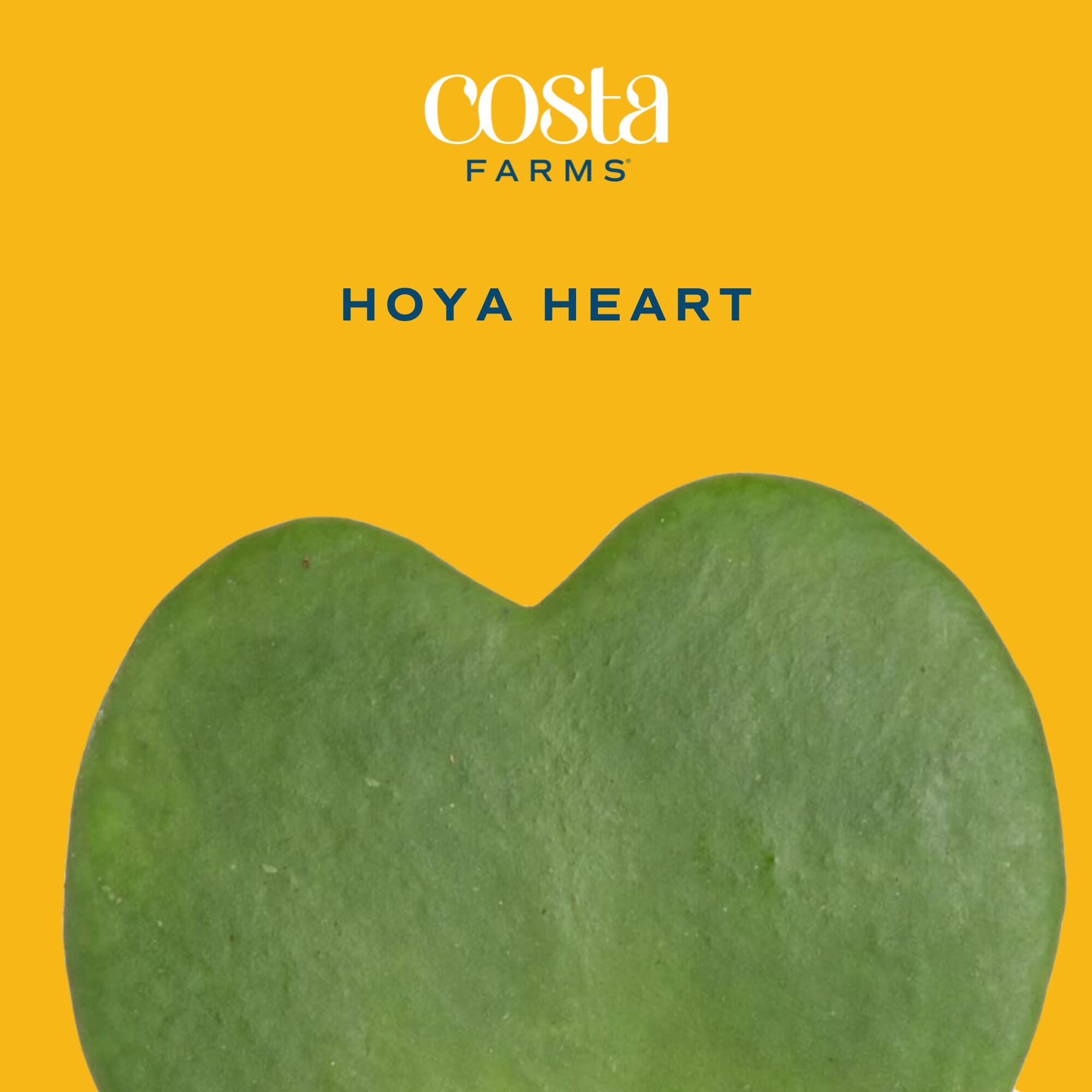 Costa Farms Hoya Heart heart-shaped leaf detail highlighting beginner-friendly, low-maintenance appeal.