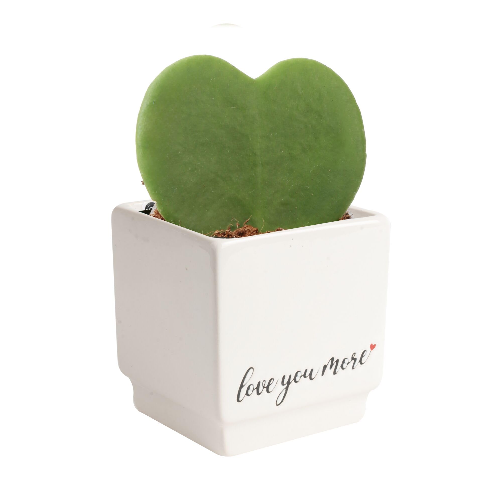 Costa Farms Hoya Heart live plant in a decorative pot for stylish home decor.