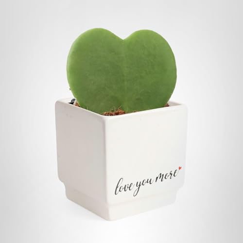 Costa Farms Hoya Heart vibrant green leaves brighten office spaces.