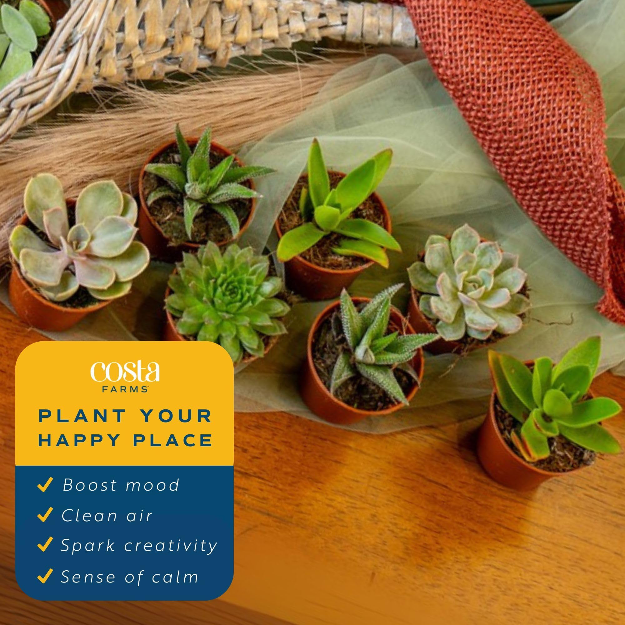 Costa Farms live plants arrive securely packaged for home delivery.