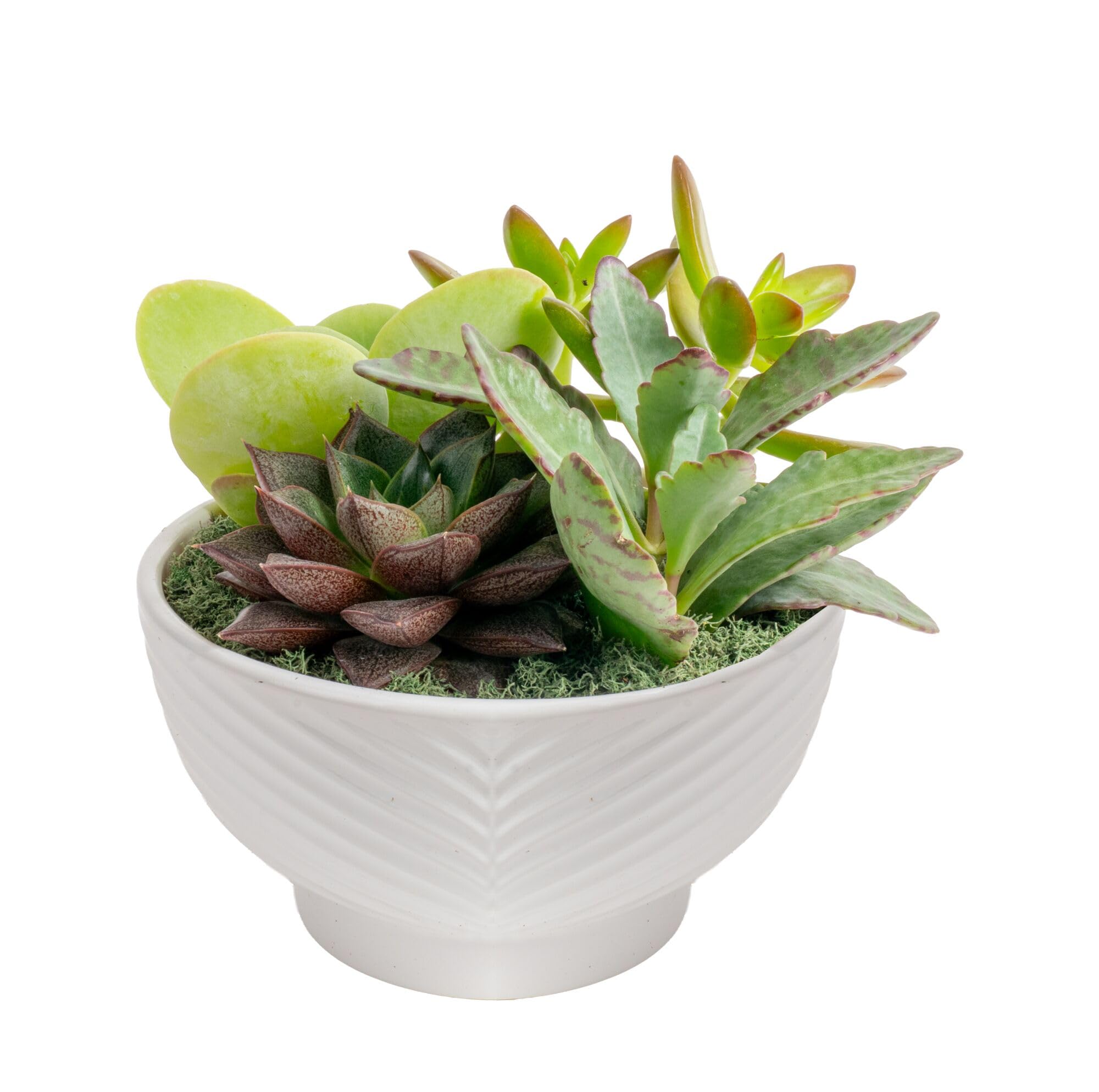Costa Farms live succulents garden in decorative pot adds modern greenery to tabletops