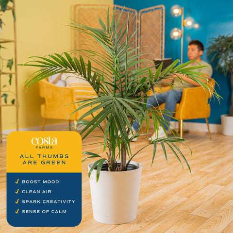 Majesty Palm arrival in decorative pot with secure packaging for door delivery.