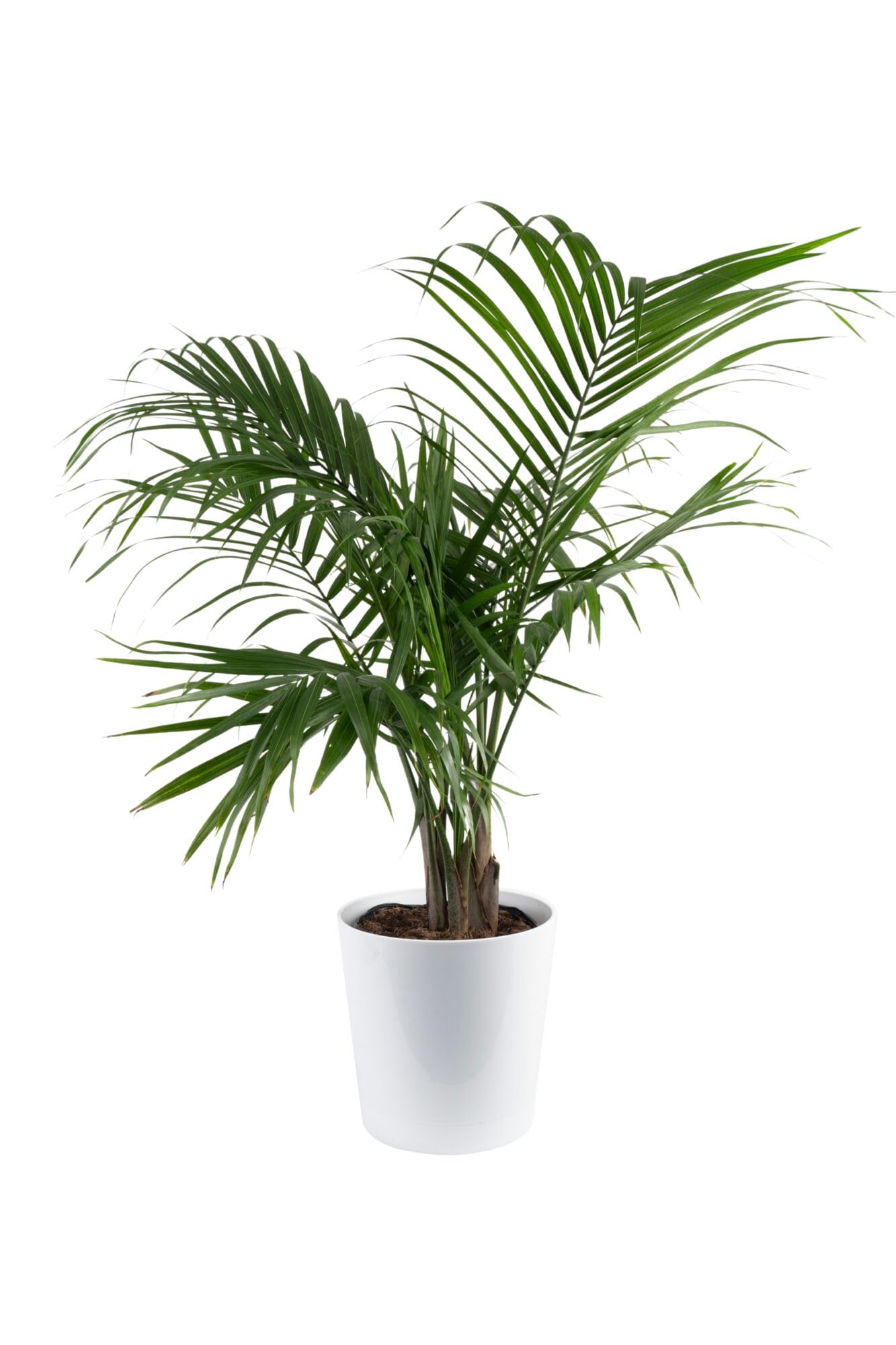 Costa Farms Majesty Palm in decorative pot showcases bold tropical foliage for a striking living room focal point.