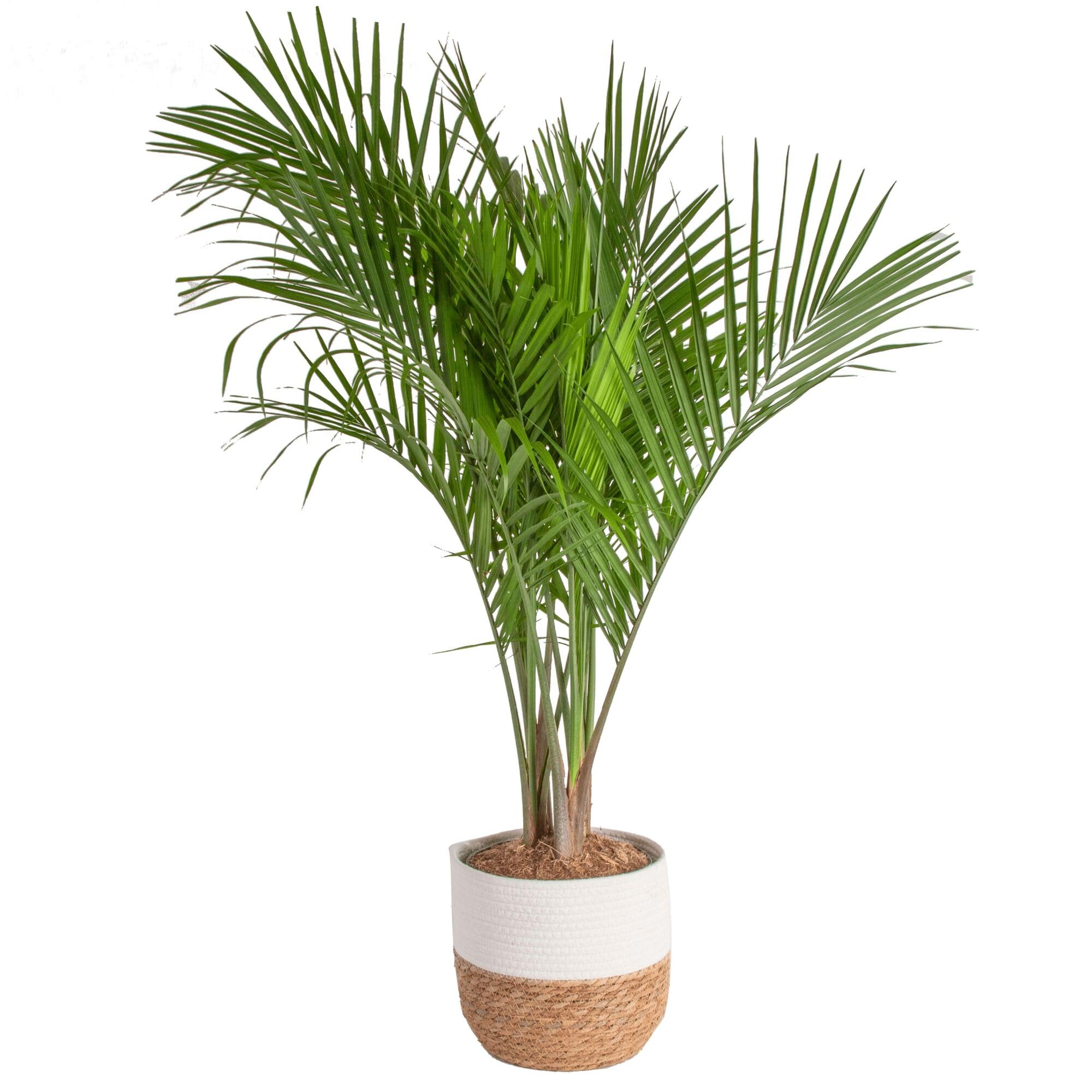 Costa Farms Majesty Palm fronds close-up showing lush tropical foliage for interior decor.