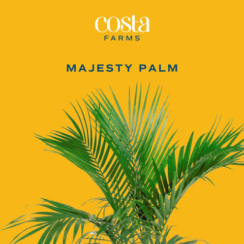 Majesty Palm placed in a living room setup for a dramatic tropical accent.