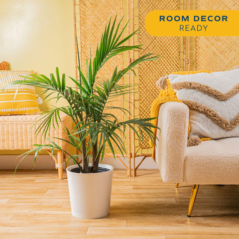 Majesty Palm leaf close-up highlights lush green fronds and texture.