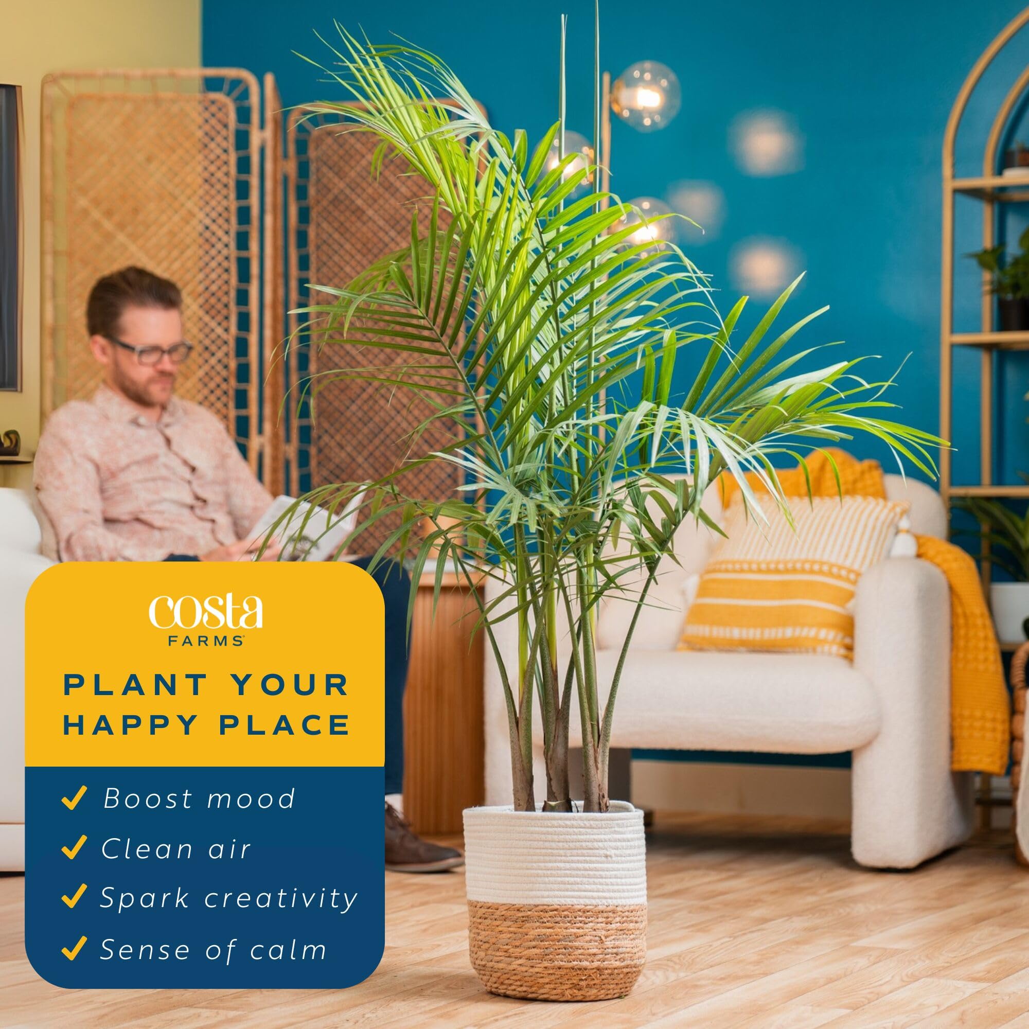 Costa Farms Majesty Palm placed in a living room corner for tropical ambiance.