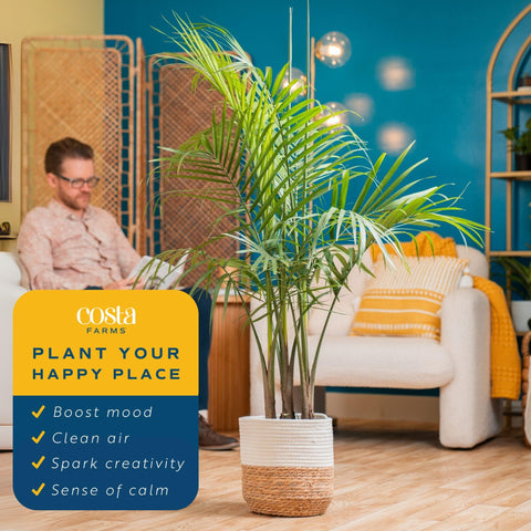 Costa Farms Majesty Palm placed in a living room corner for tropical ambiance.