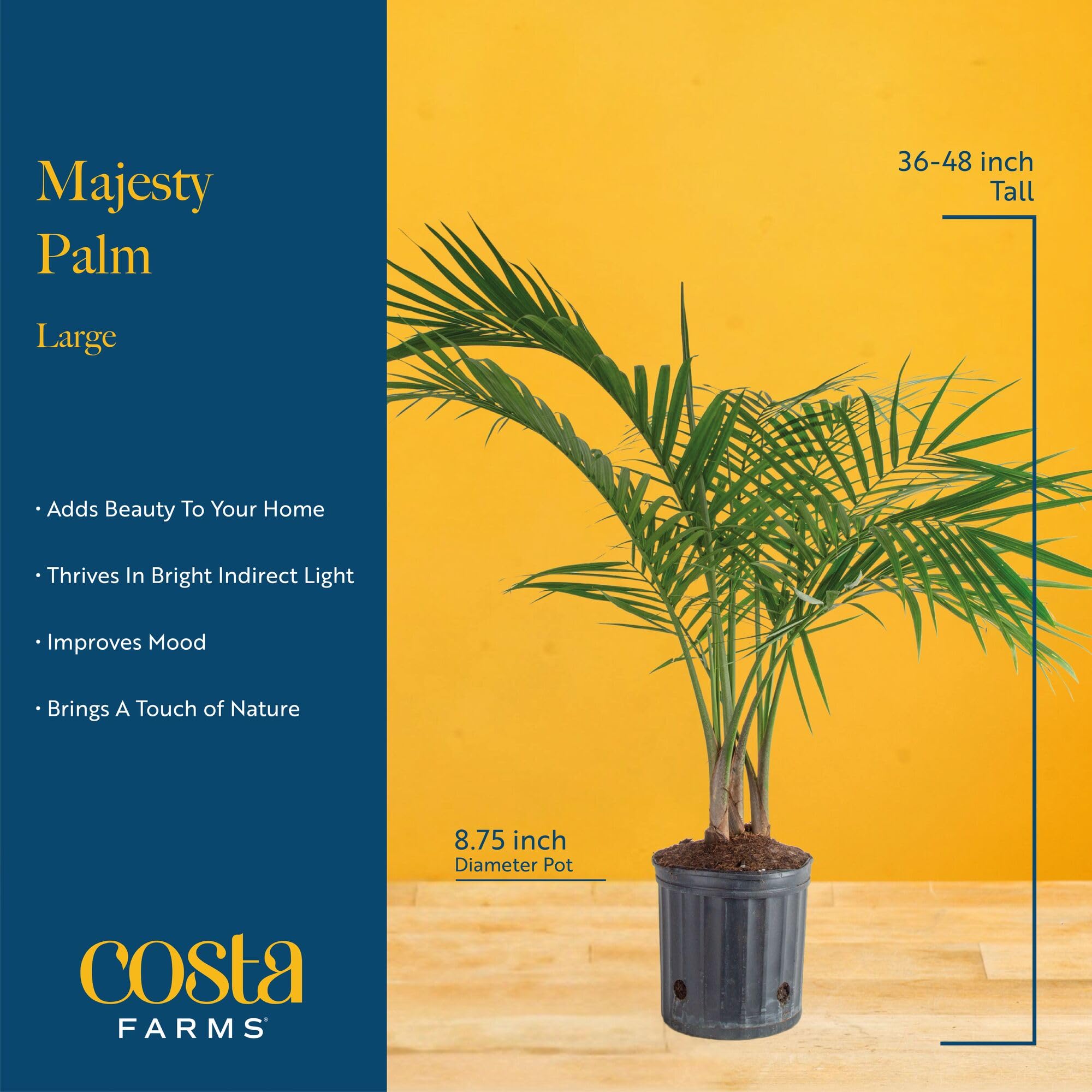 Office decor with a Majesty Palm adds a calm, green boost to work spaces.