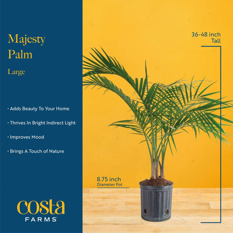 Office decor with a Majesty Palm adds a calm, green boost to work spaces.