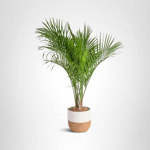 Costa Farms Majesty Palm thrives in bright indirect light with simple care.