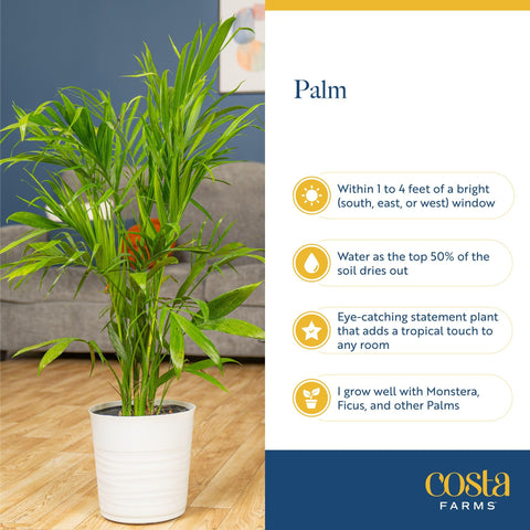 Majesty Palm growing slowly, suitable for steady indoor environments.