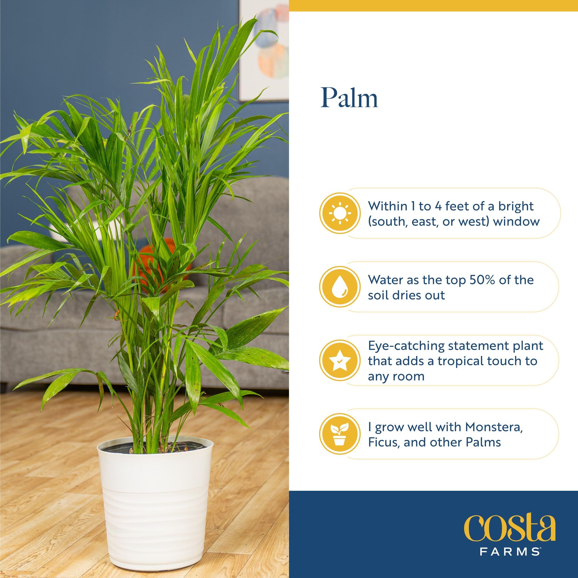Costa Farms Majesty Palm repot-ready when it outgrows its current container.