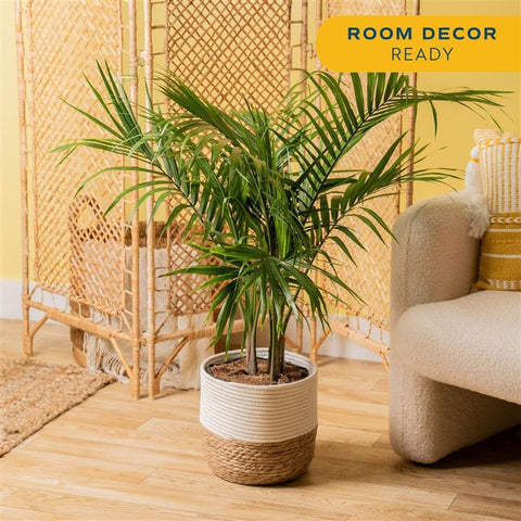 Costa Farms Majesty Palm in white decorative pot enhances any room with classic elegance.