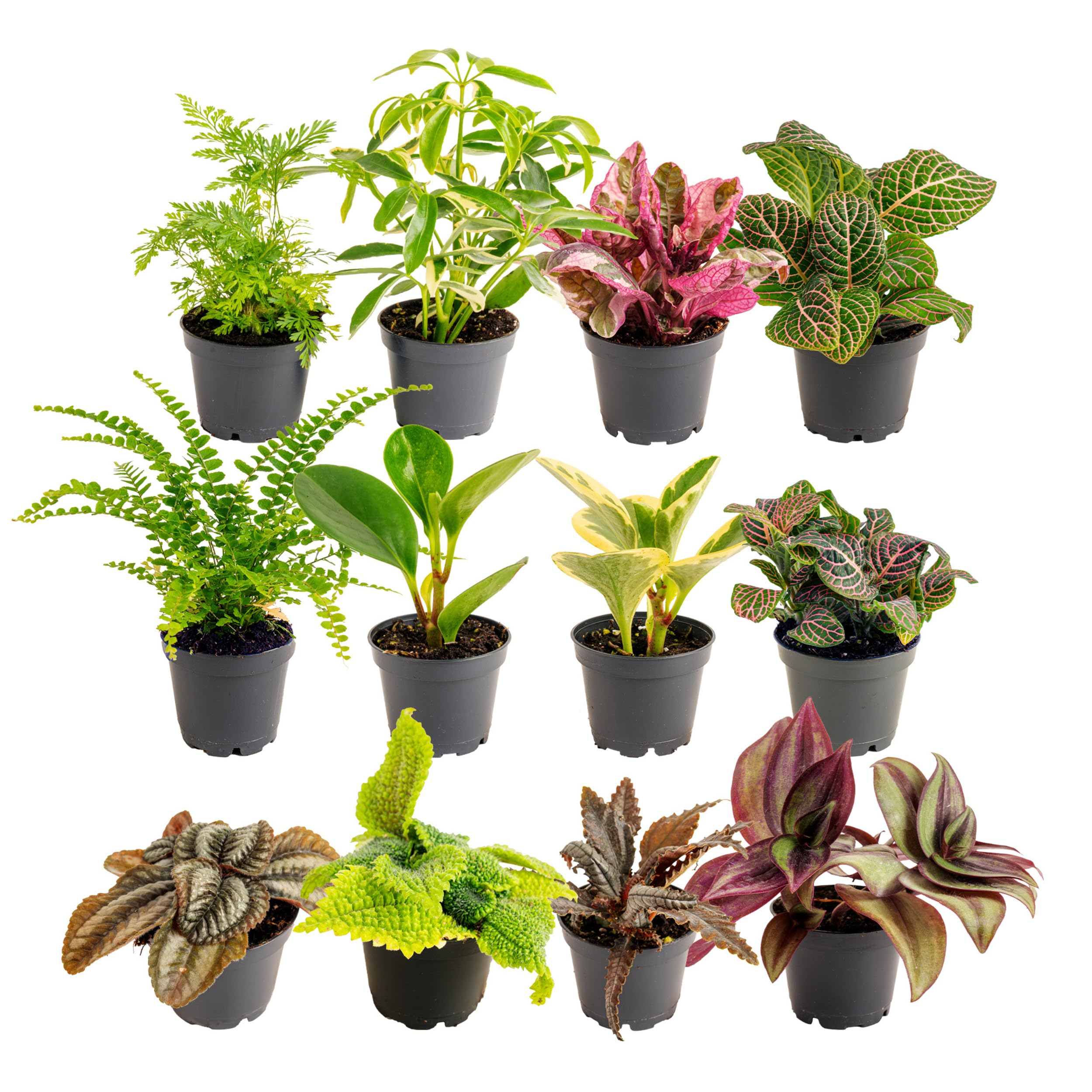 Costa Farms mini live plants 12 pack in 2.5 inch pots ready for bright desk decor