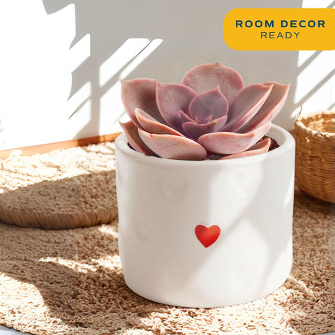 Costa Farms mini succulent thriving in bright indirect light for easy indoor greenery.