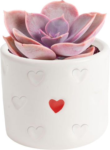 Costa Farms mini succulent decorative pot adds color to any space.