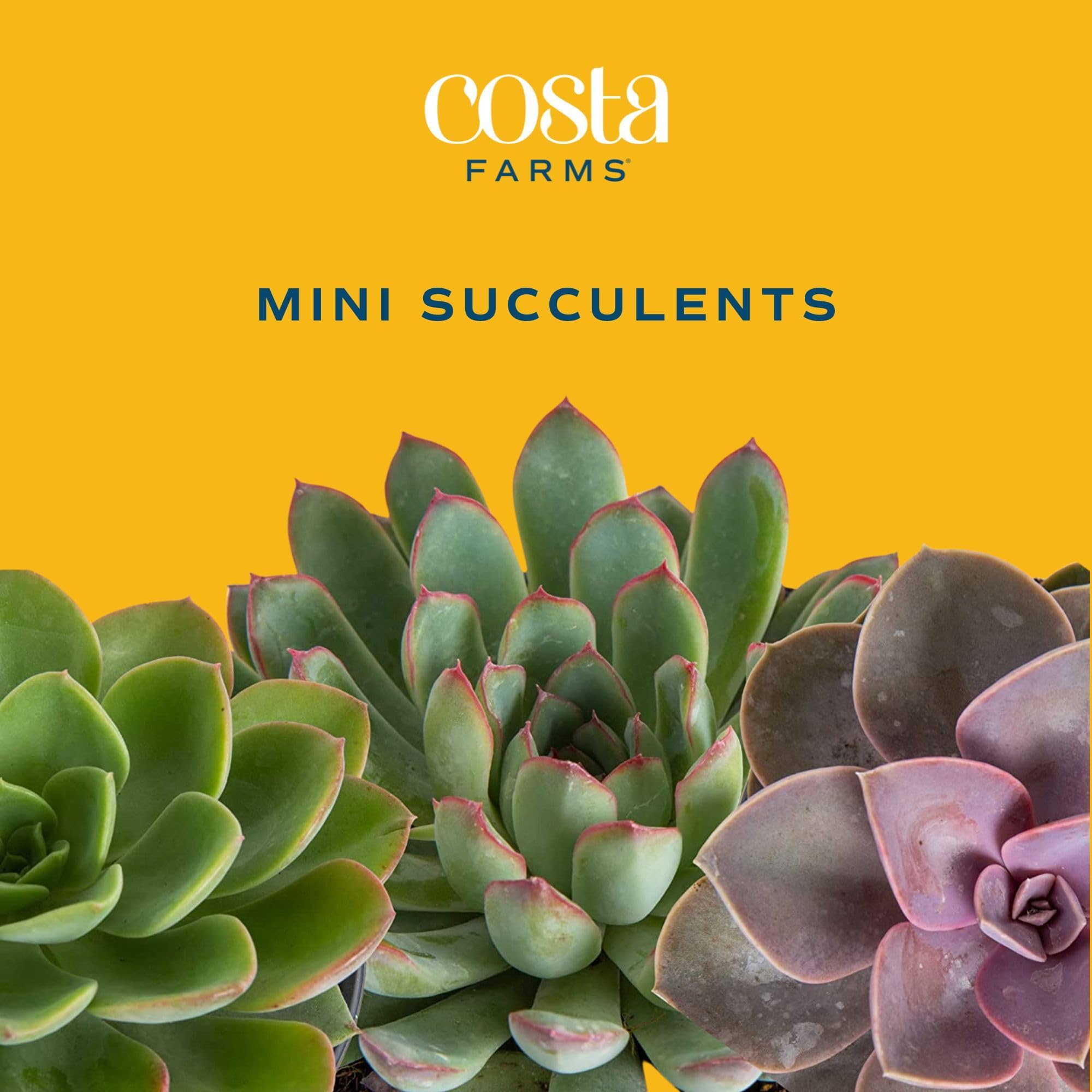 Costa Farms mini succulent is easy to care for, ideal for beginners.