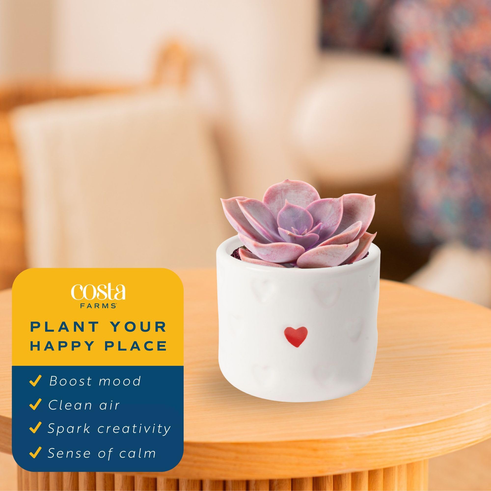 Costa Farms mini succulent makes a thoughtful, gift-ready indoor plant.