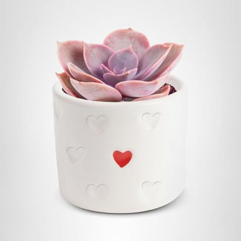 Costa Farms mini succulent centerpiece decor for tables and events.