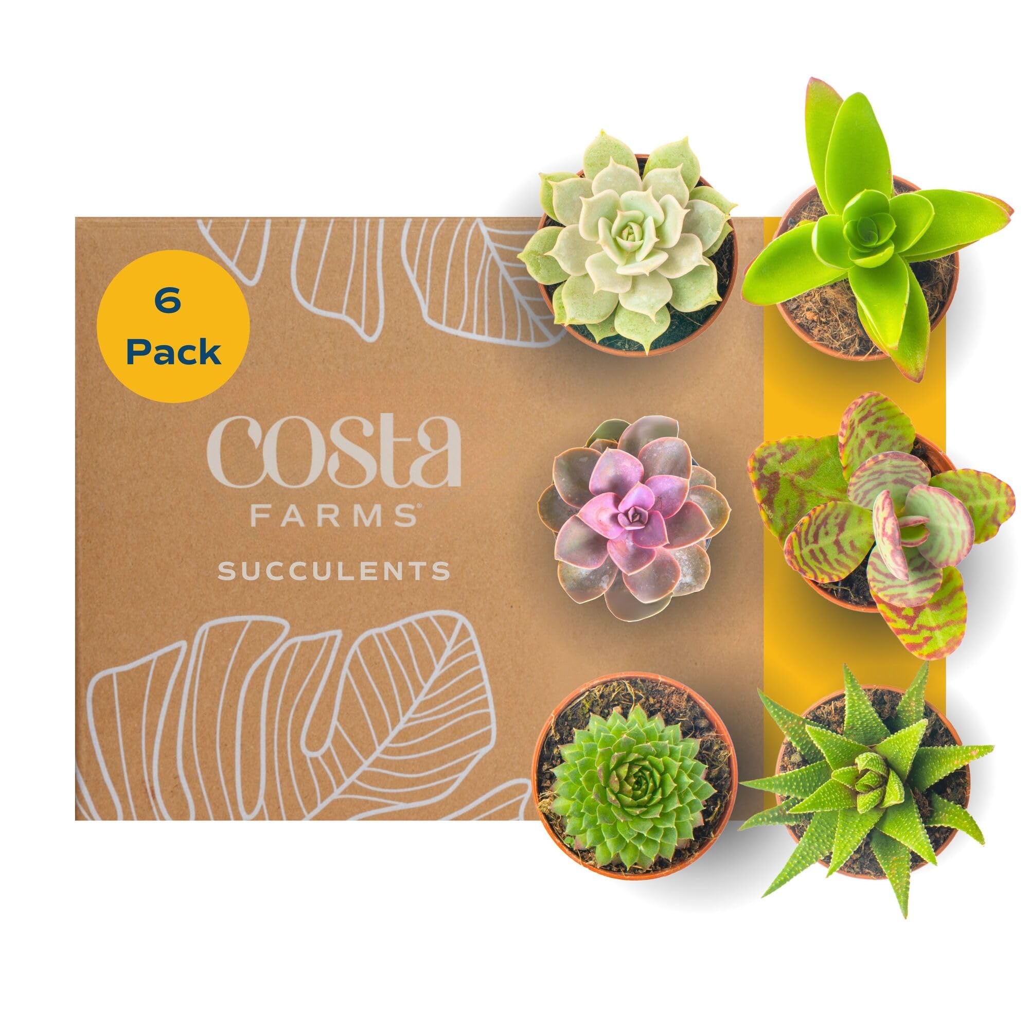 Costa Farms mini succulents 6-pack in plastic pots for easy indoor decor on a desk.