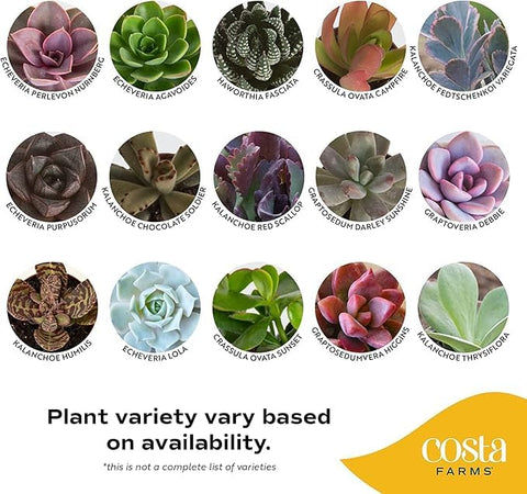 Costa Farms mini succulent baby shower decor; charming and low-maintenance